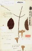 Alexander von Humboldt Bignonia chicagoensis Bureau oil